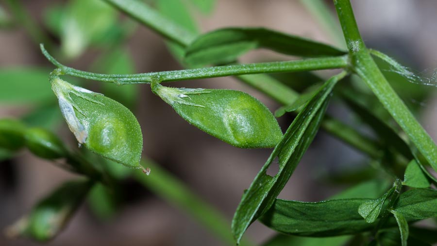 Vicia loiseleurii / Veccia di Loiseleur